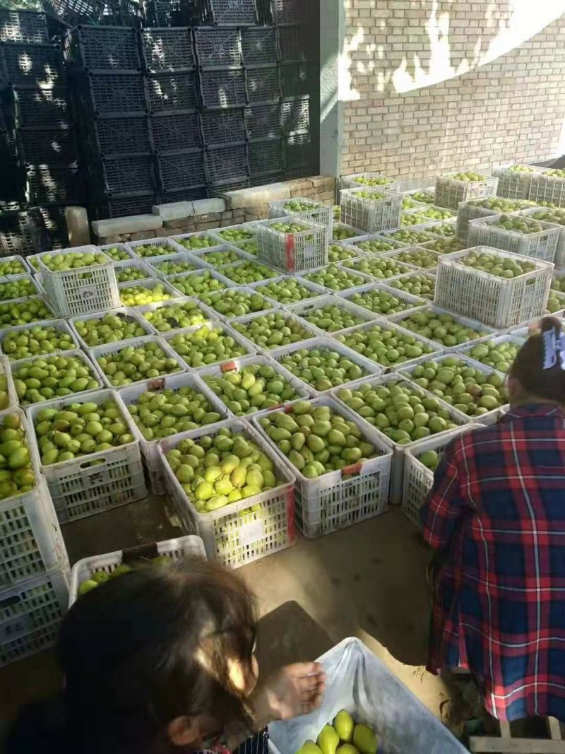 大量供应红香酥梨陕西大荔一手货源欢迎咨询采购