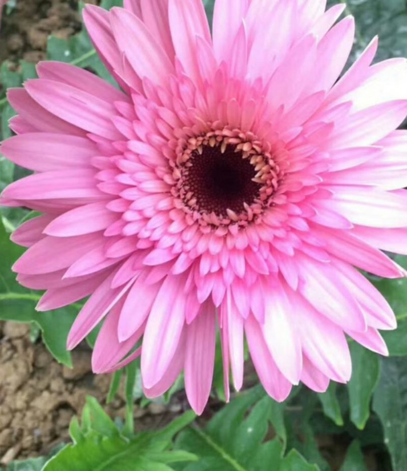 非洲菊鲜花