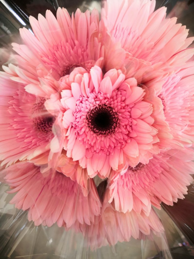 非洲菊鲜花