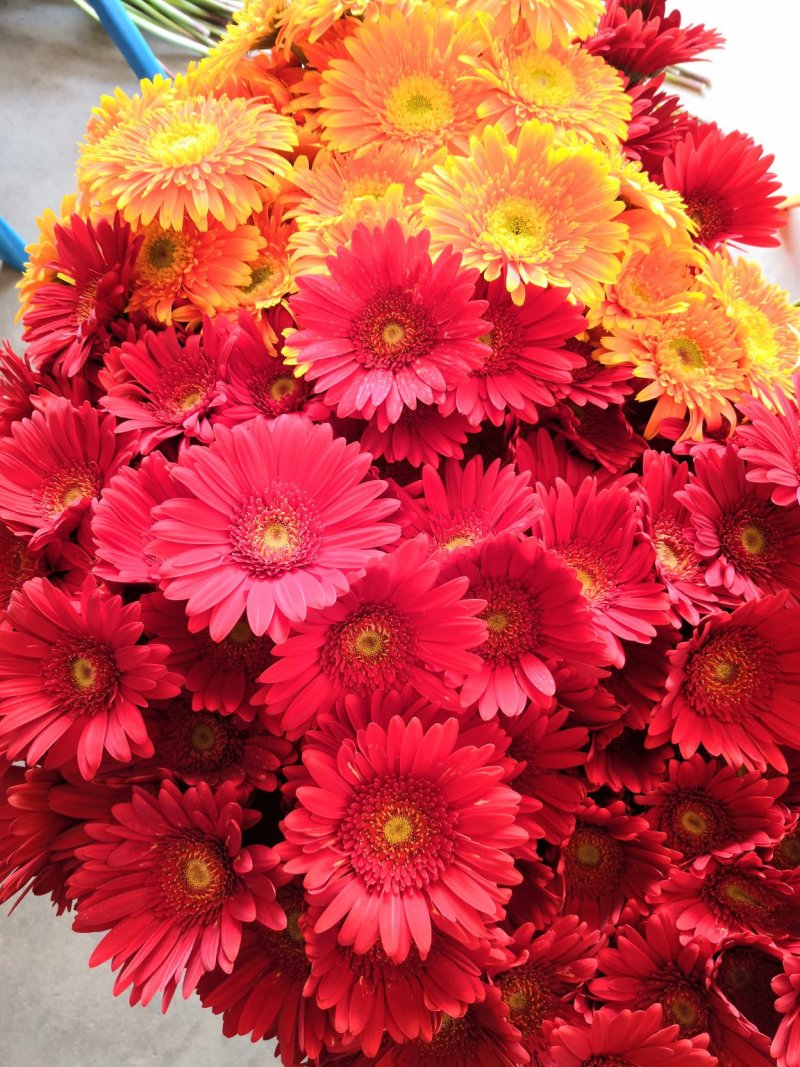 非洲菊鲜花