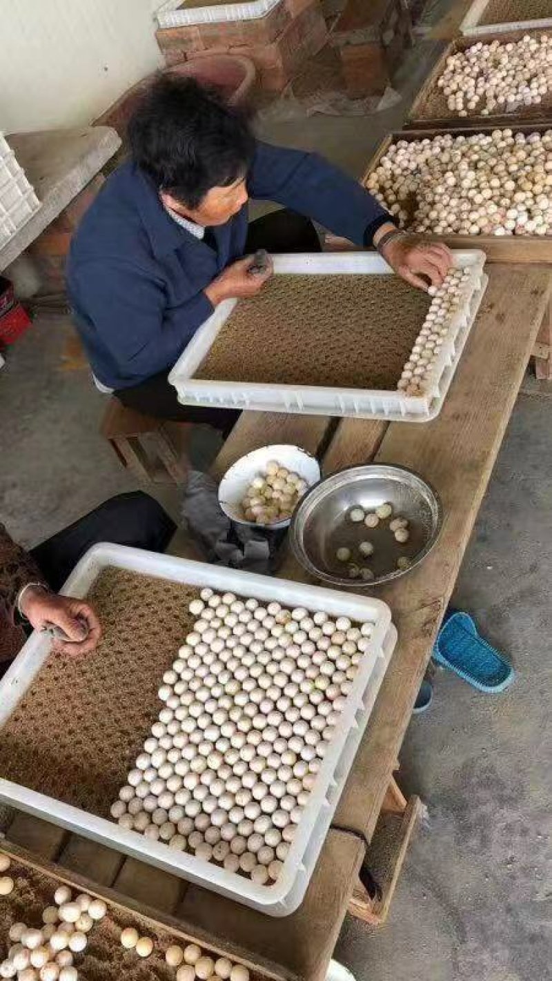 甲鱼蛋最后一个月了，错过了就要再等一年。