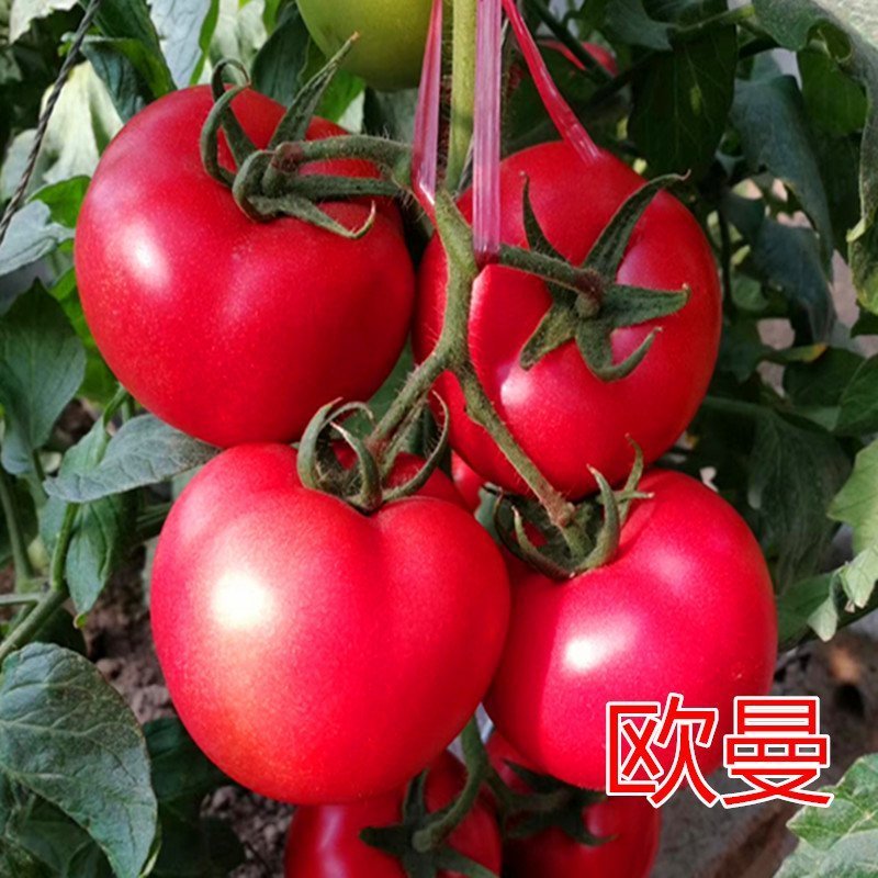 西红柿种子早春越冬番茄品种，抗TY抗死棵欧曼