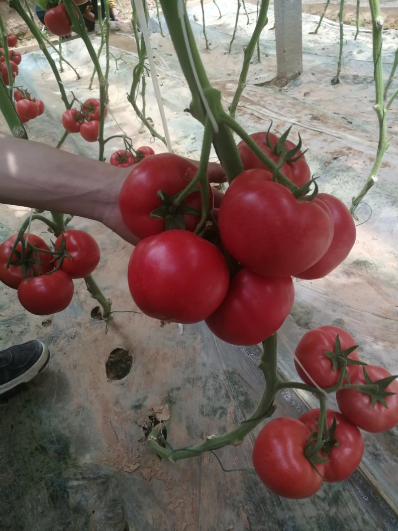 西红柿种子早春越冬番茄品种，抗TY抗死棵欧曼