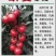西红柿种子早春越冬番茄品种，抗TY抗死棵欧曼