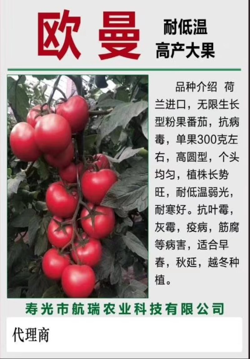 西红柿种子早春越冬番茄品种，抗TY抗死棵欧曼