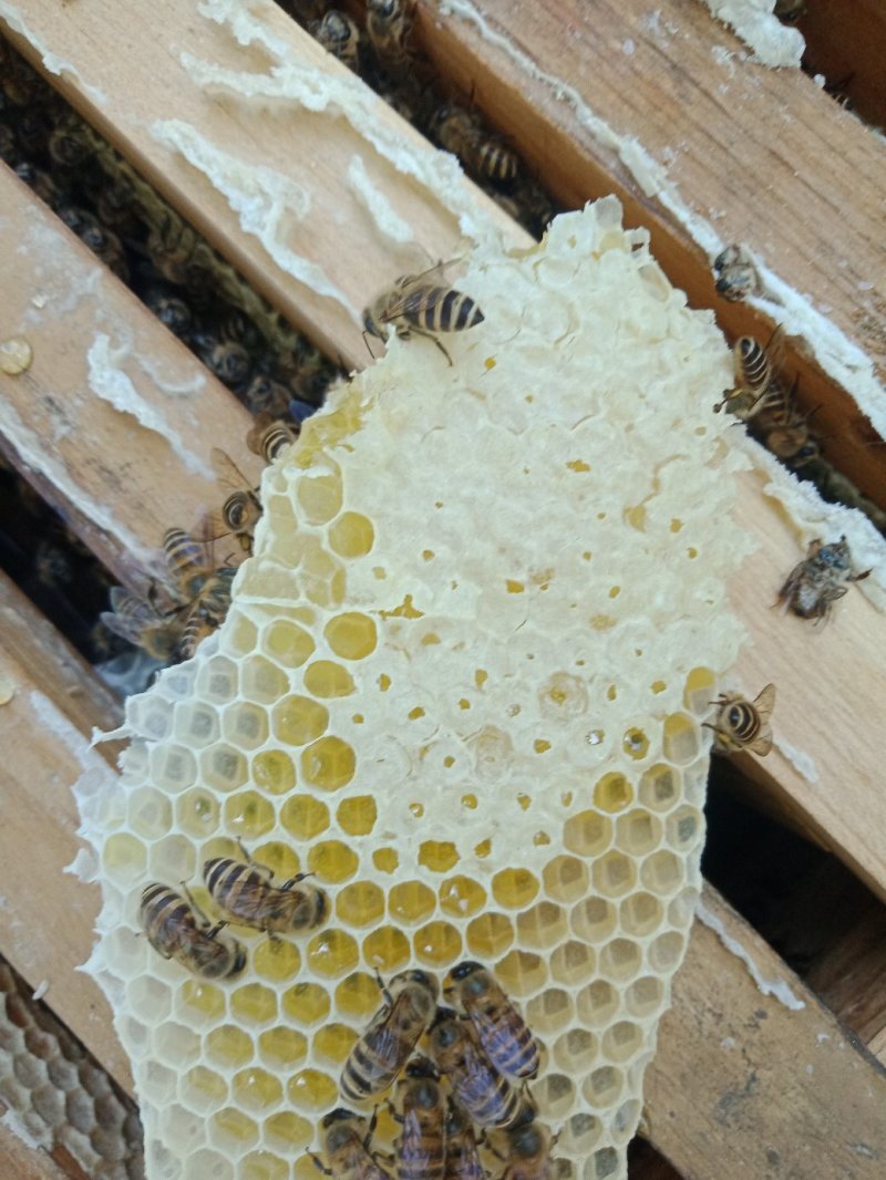 蜂蜜