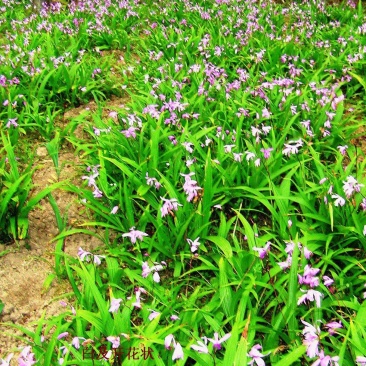 紫叉三又白芨鲜货(已种4年丿
