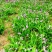 紫叉三又白芨鲜货(已种4年丿