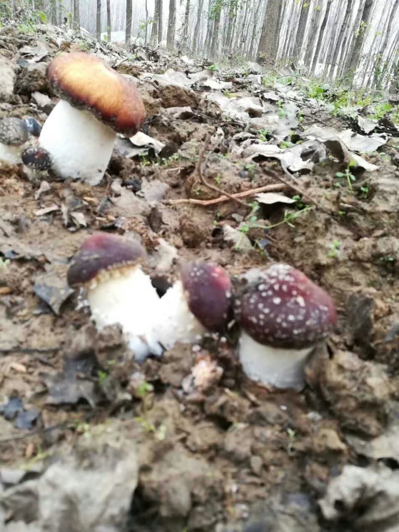 蘑菇种子，菌种，大球盖菇，原种，二级种