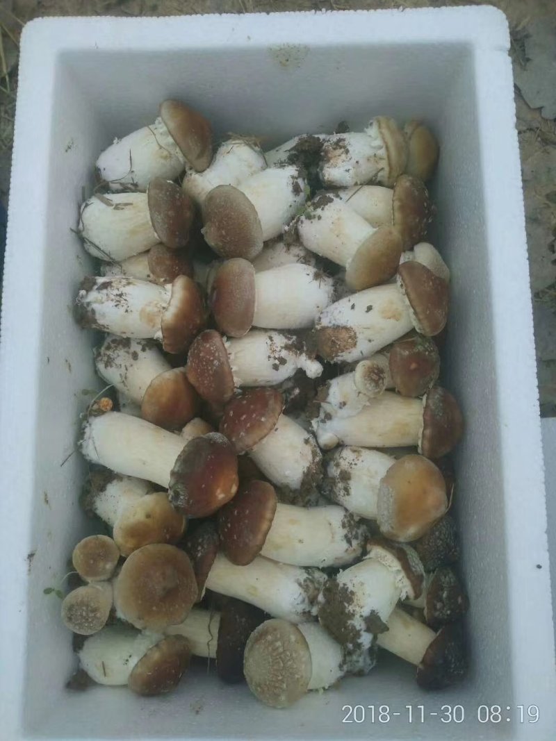 蘑菇种子，菌种，大球盖菇，原种，二级种