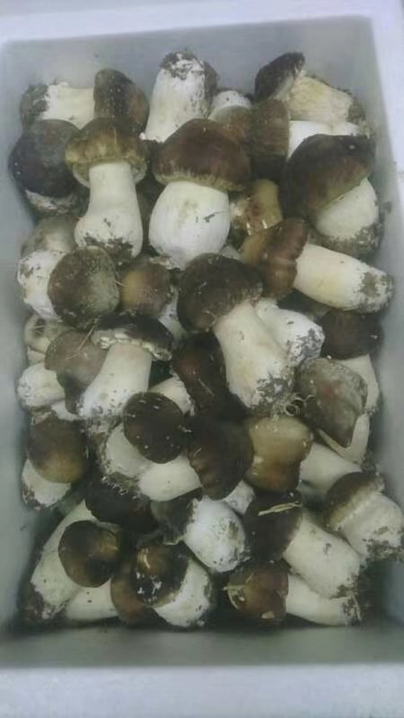 蘑菇种子，菌种，大球盖菇，原种，二级种