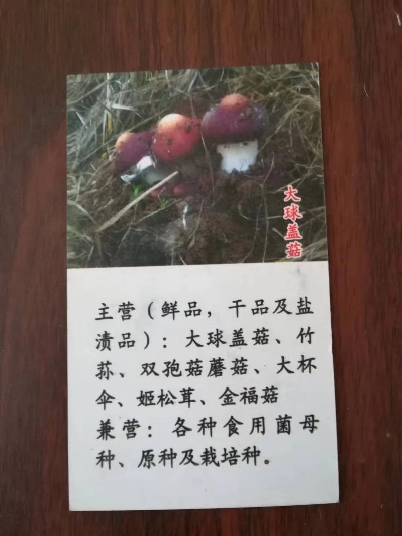 蘑菇种子，菌种，大球盖菇，原种，二级种