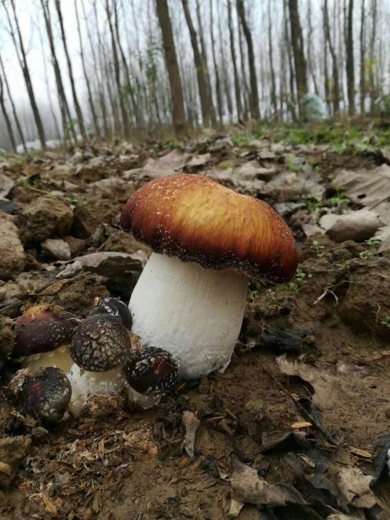 蘑菇种子，菌种，大球盖菇，原种，二级种