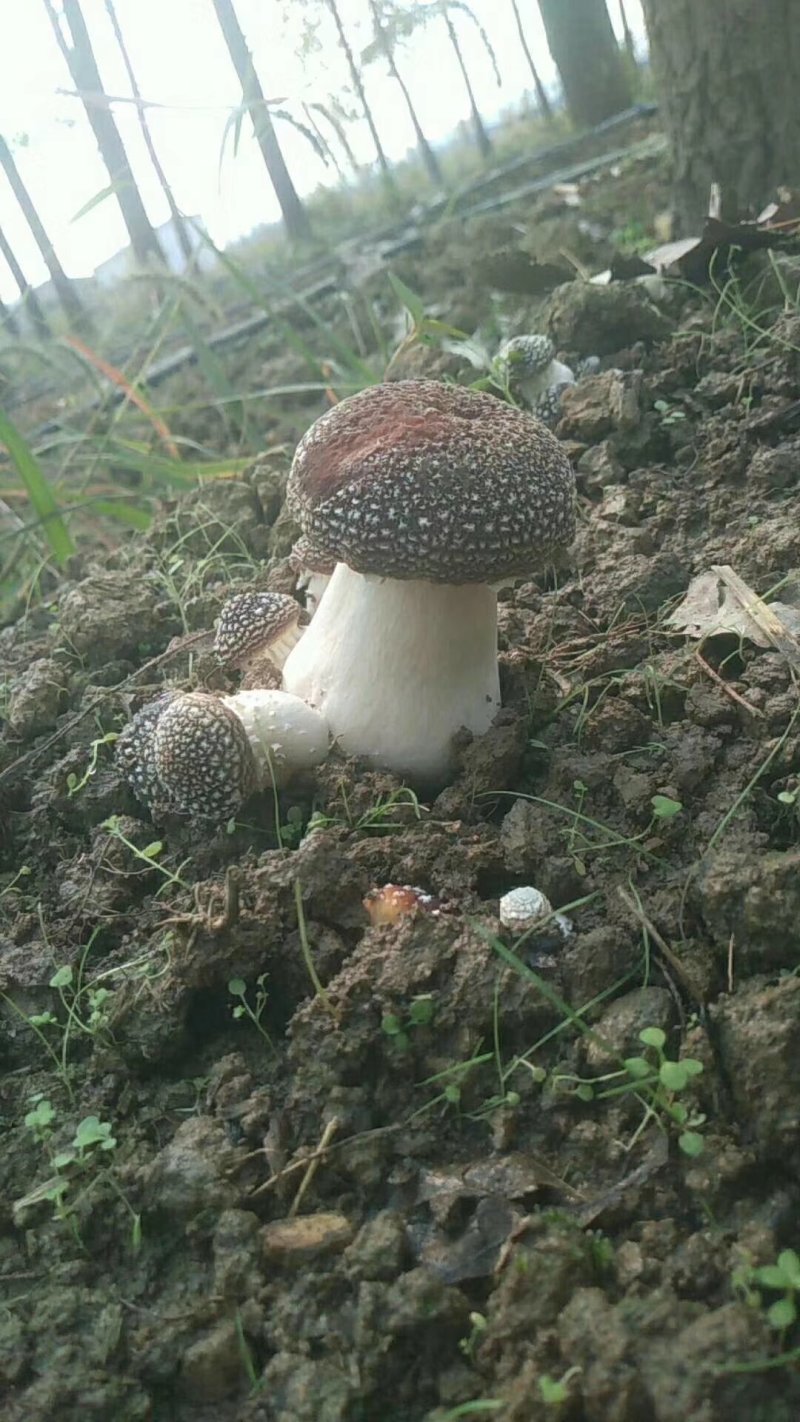 蘑菇种子，菌种，大球盖菇，原种，二级种