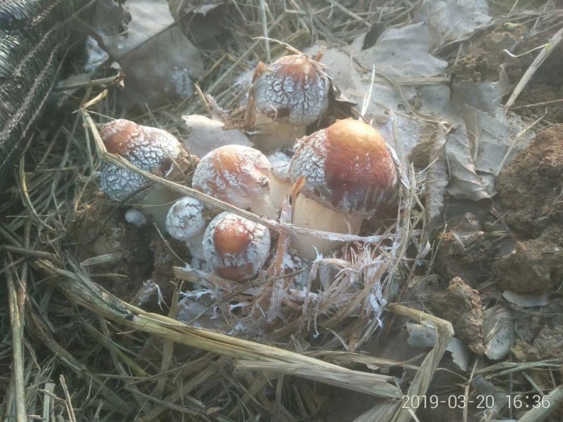 蘑菇种子，菌种，大球盖菇，原种，二级种
