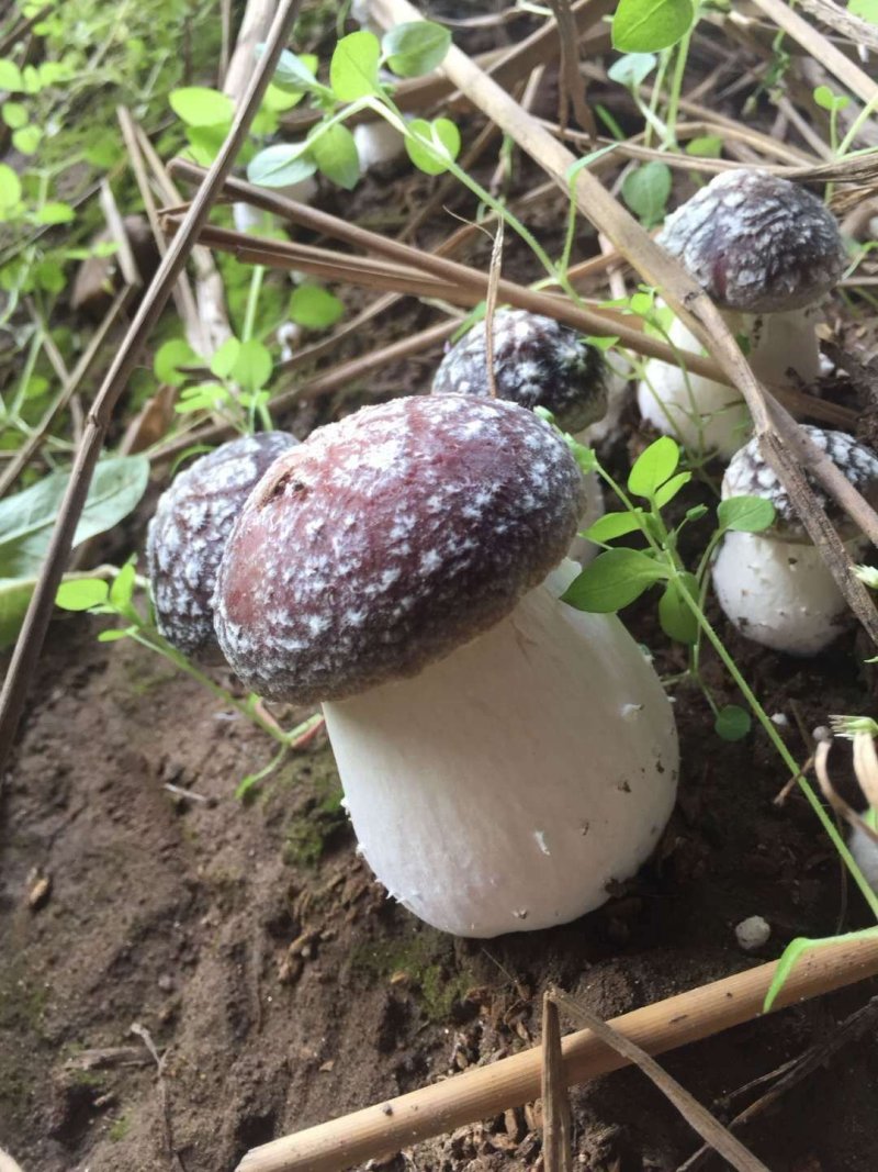 蘑菇种子，菌种，大球盖菇，原种，二级种