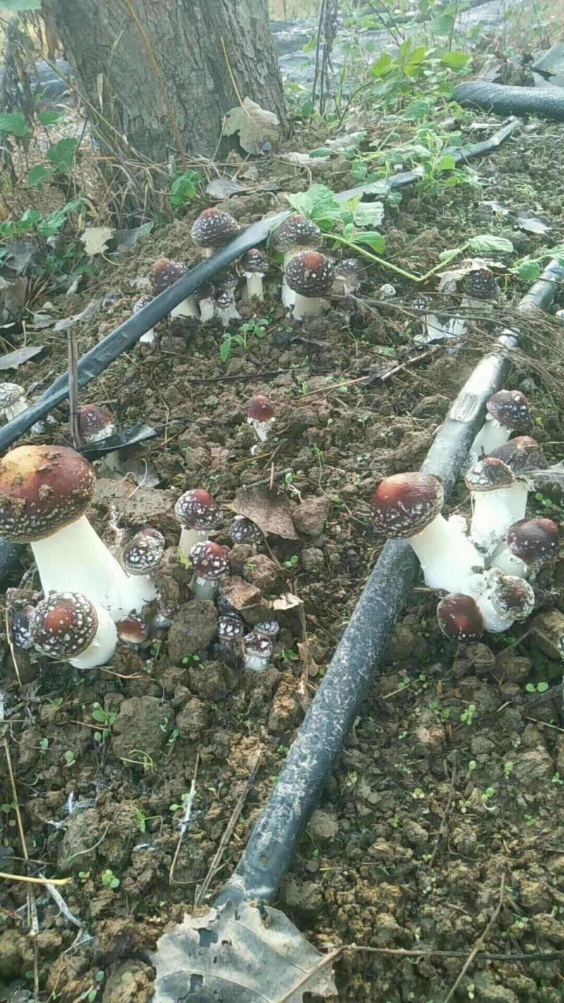 蘑菇种子，菌种，大球盖菇，原种，二级种