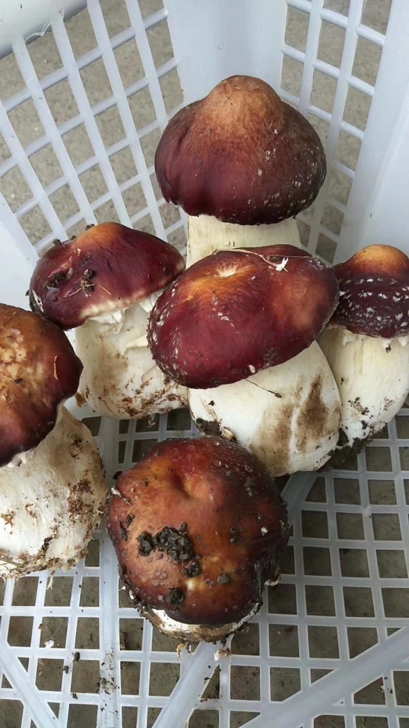 蘑菇种子，菌种，大球盖菇，原种，二级种