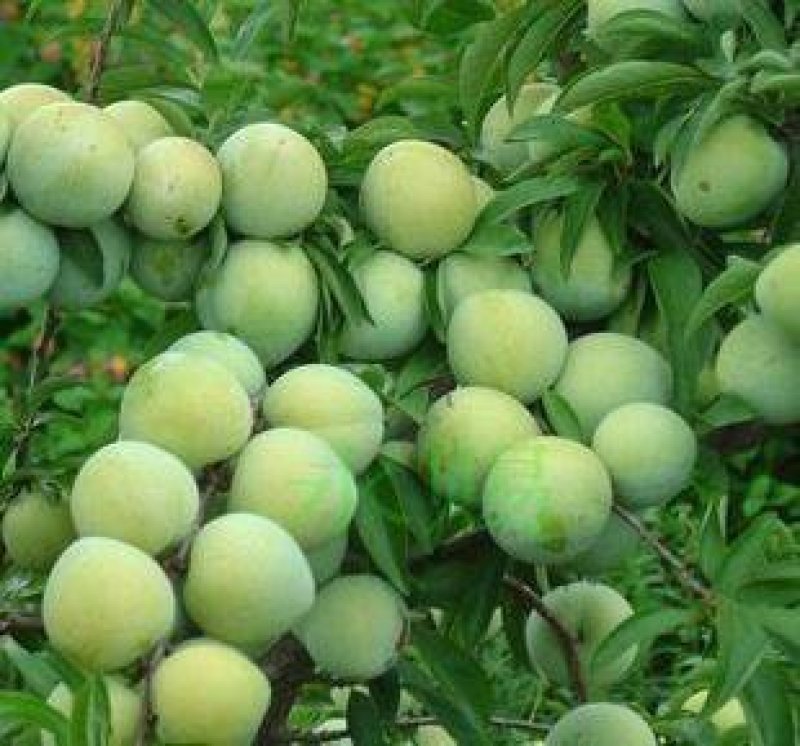 前卫红李子，法兰西梅李子，红西梅李子黑宝西李子，美一李子