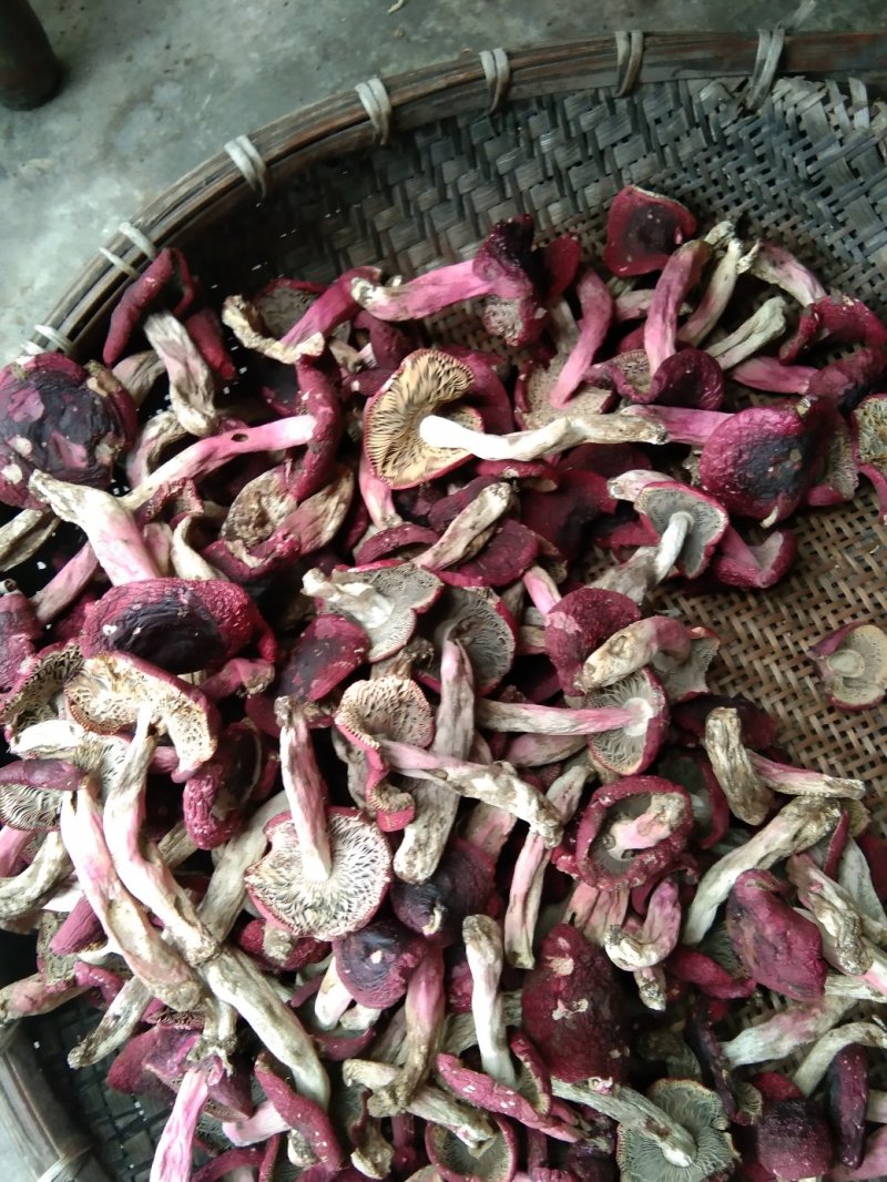 红菇