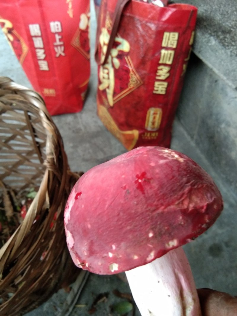 红菇