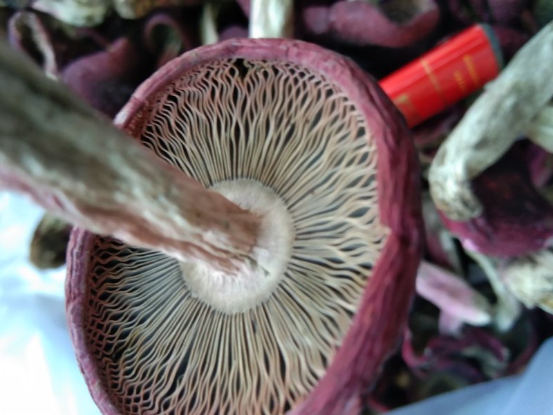 红菇