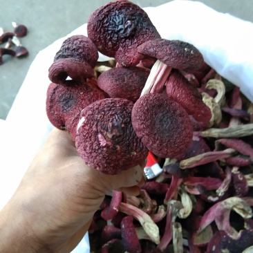 红菇