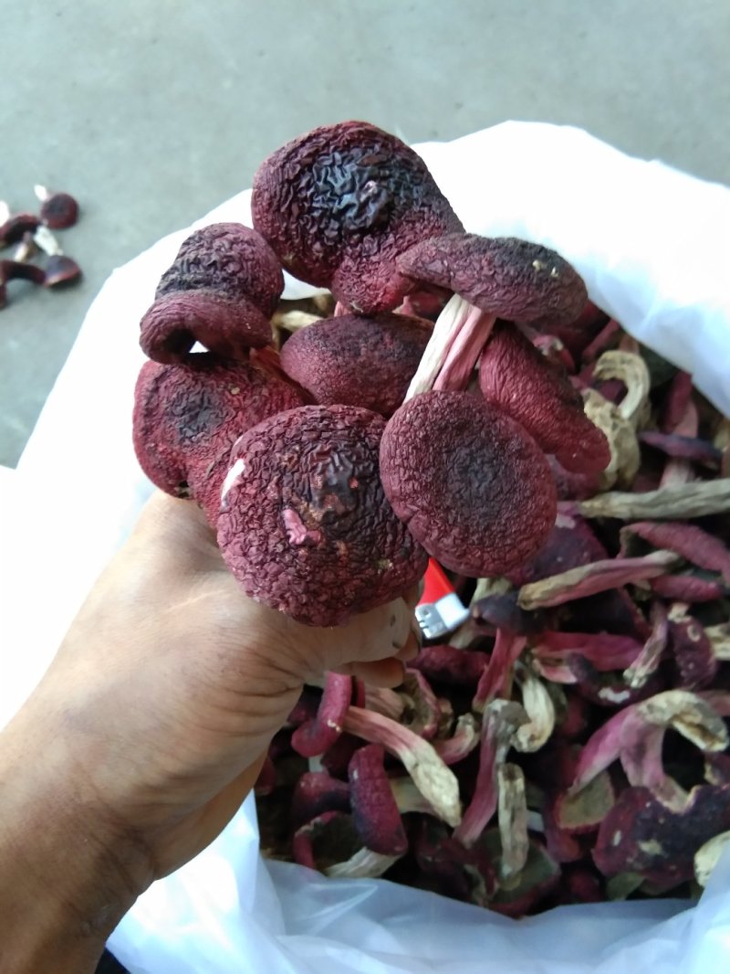 红菇