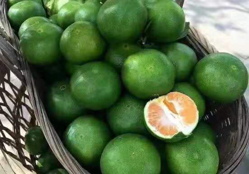 特早蜜橘值得信赖湖北宜昌产地之乡实地考察值得一看