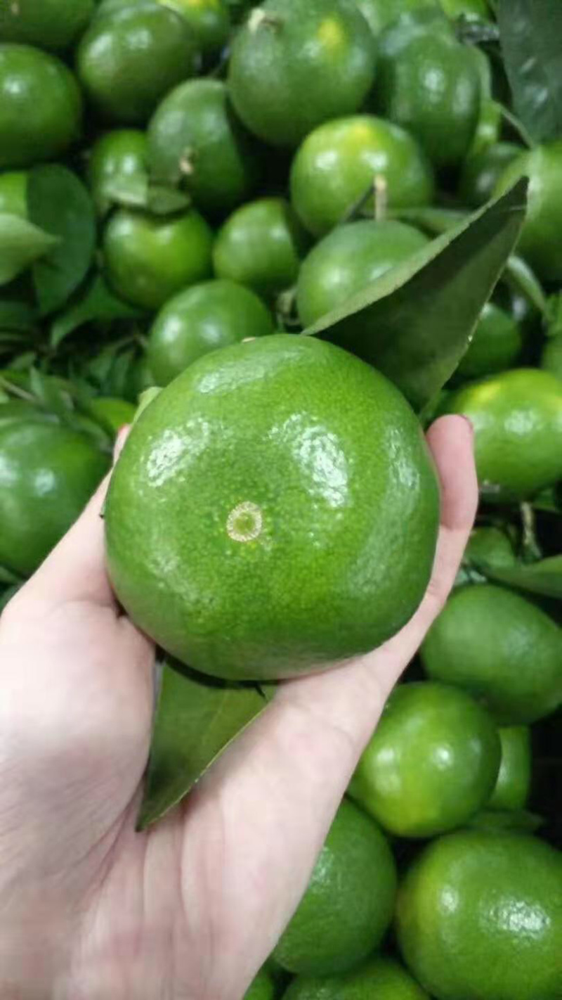 特早蜜橘值得信赖湖北宜昌产地之乡实地考察值得一看
