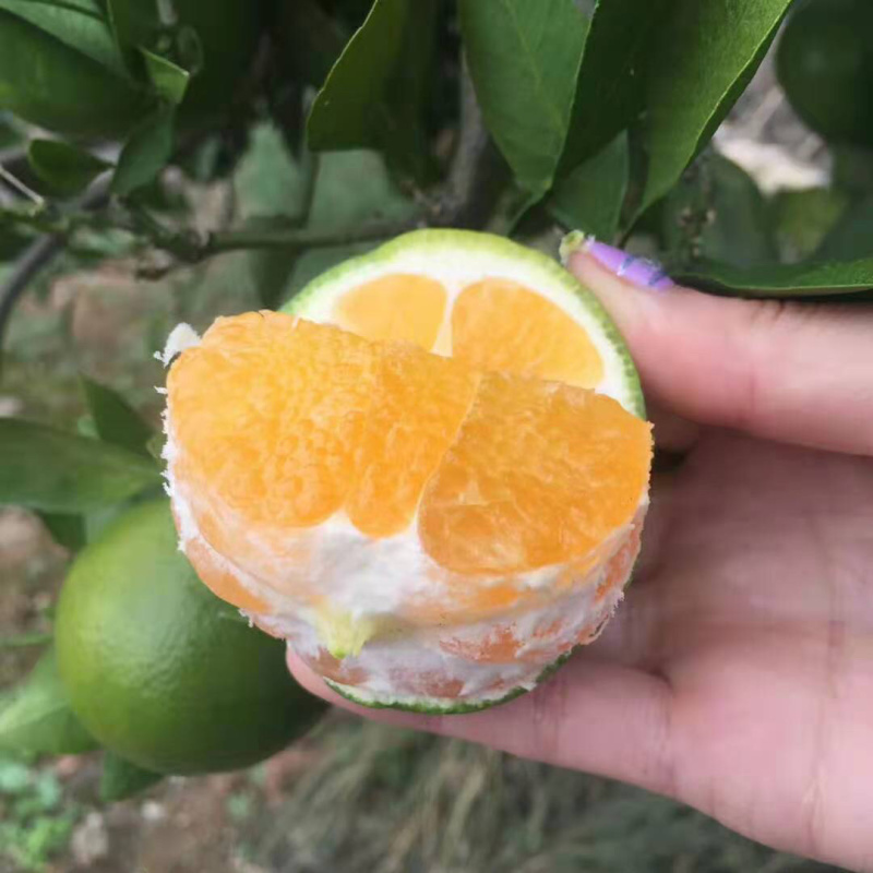 特早蜜橘值得信赖湖北宜昌产地之乡实地考察值得一看