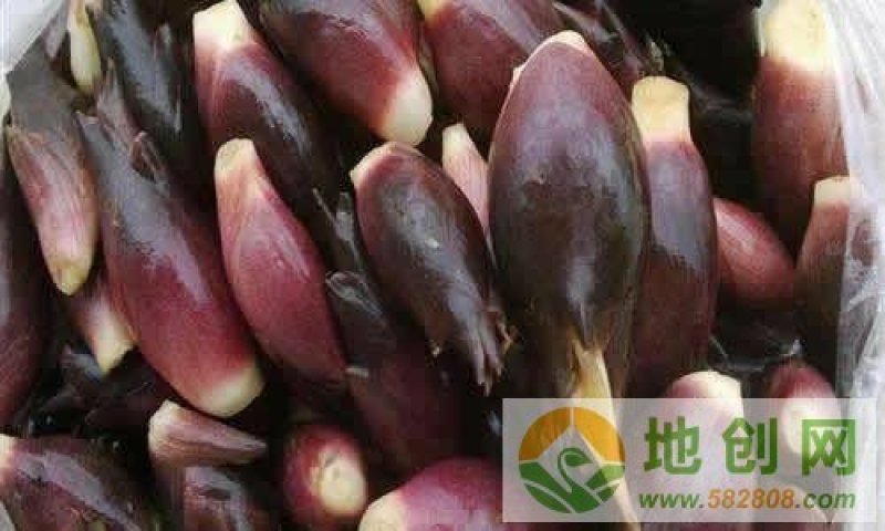 恩施富硒洋荷