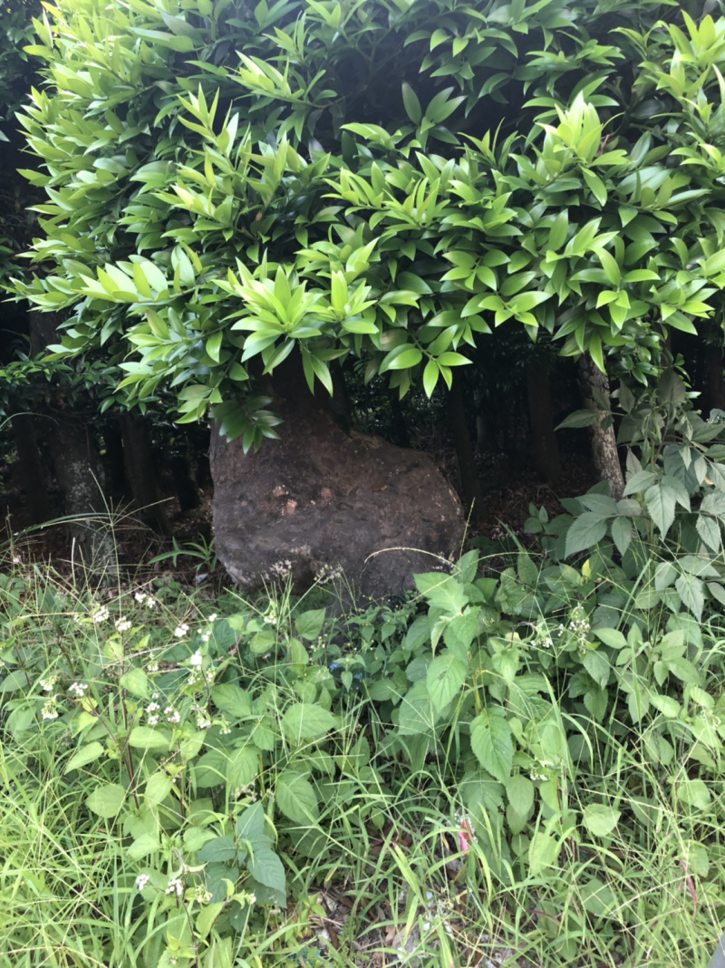 竹柏下山庄别墅花园小区绿植花卉四季长青耐寒耐汗