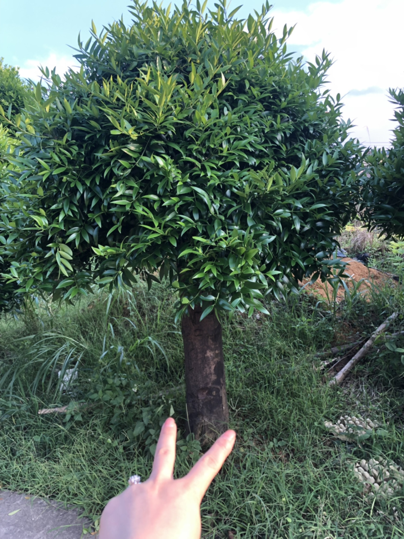 竹柏下山庄别墅花园小区绿植花卉四季长青耐寒耐汗