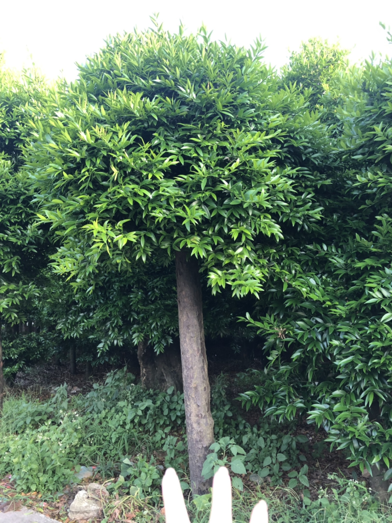 竹柏下山庄别墅花园小区绿植花卉四季长青耐寒耐汗
