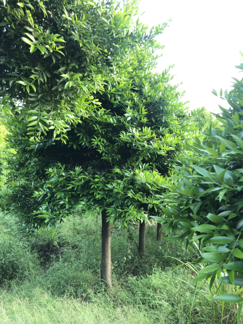 竹柏下山庄别墅花园小区绿植花卉四季长青耐寒耐汗