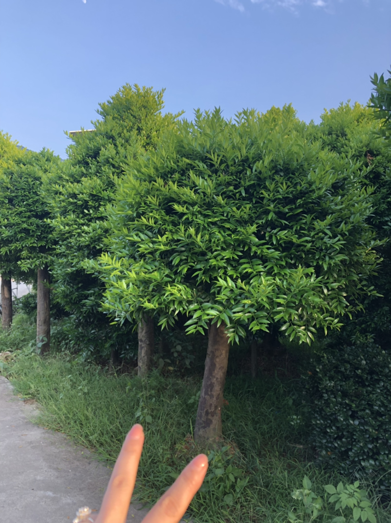 竹柏下山庄别墅花园小区绿植花卉四季长青耐寒耐汗