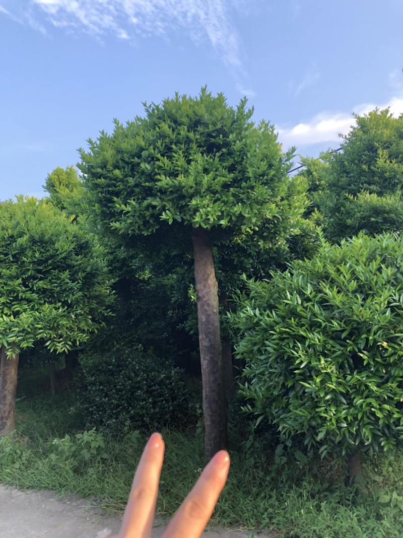 竹柏下山庄别墅花园小区绿植花卉四季长青耐寒耐汗