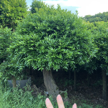 竹柏下山庄别墅花园小区绿植花卉四季长青耐寒耐汗