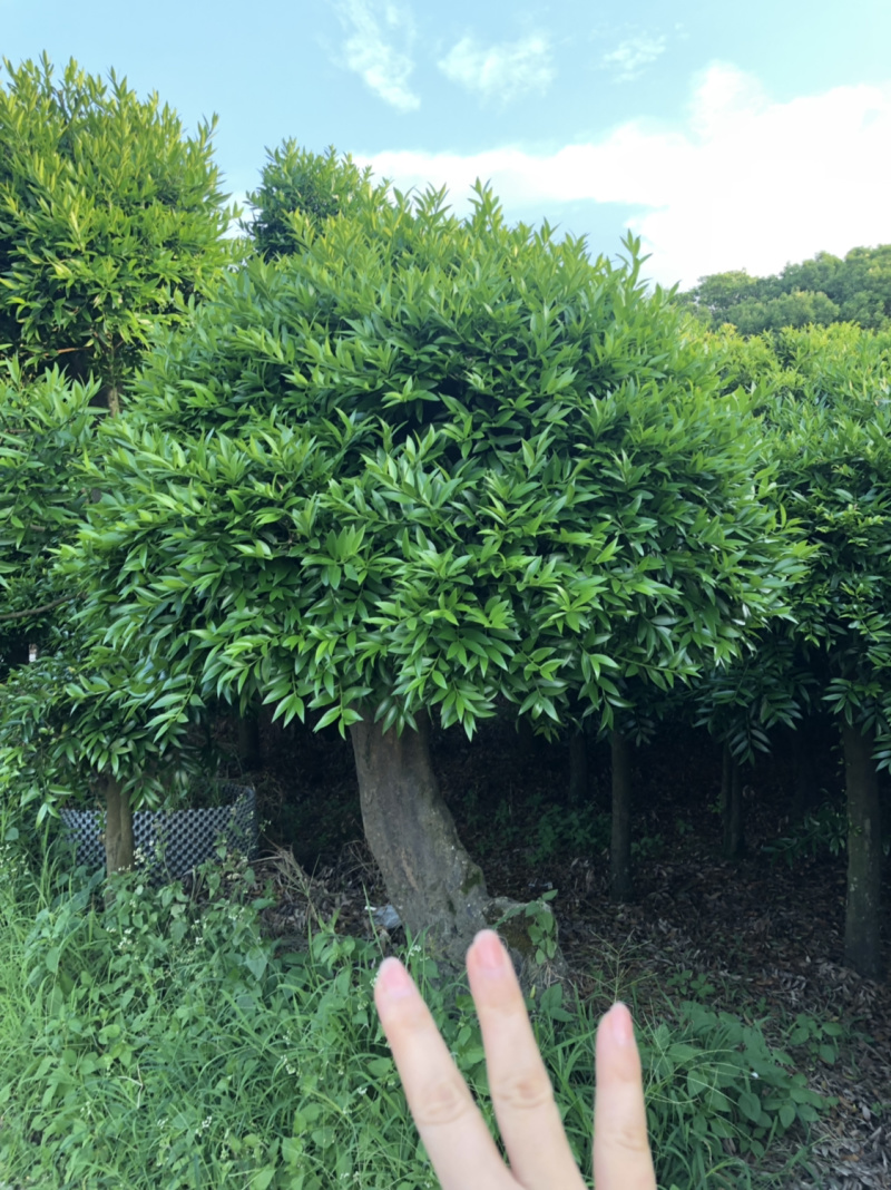 竹柏下山庄别墅花园小区绿植花卉四季长青耐寒耐汗