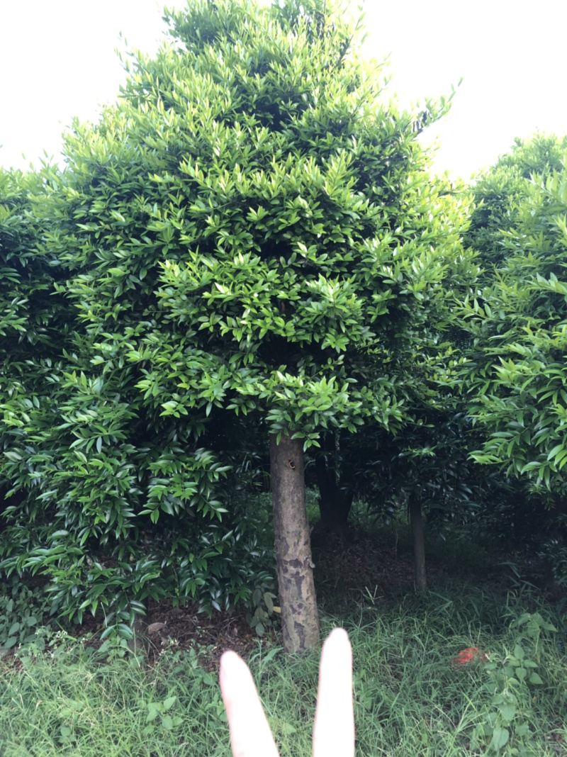 竹柏下山庄别墅花园小区绿植花卉四季长青耐寒耐汗
