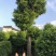 竹柏下山庄别墅花园小区绿植花卉四季长青耐寒耐汗
