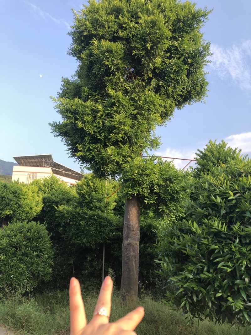 竹柏下山庄别墅花园小区绿植花卉四季长青耐寒耐汗