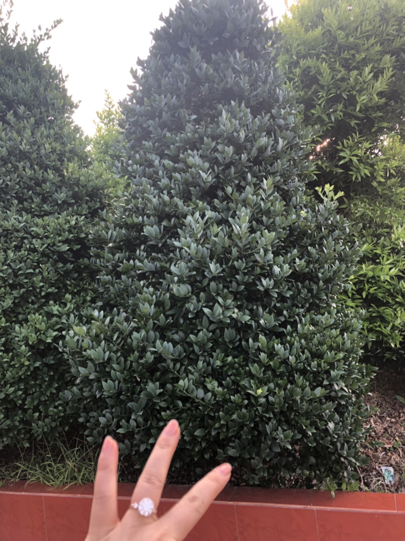 竹柏下山庄别墅花园小区绿植花卉四季长青耐寒耐汗