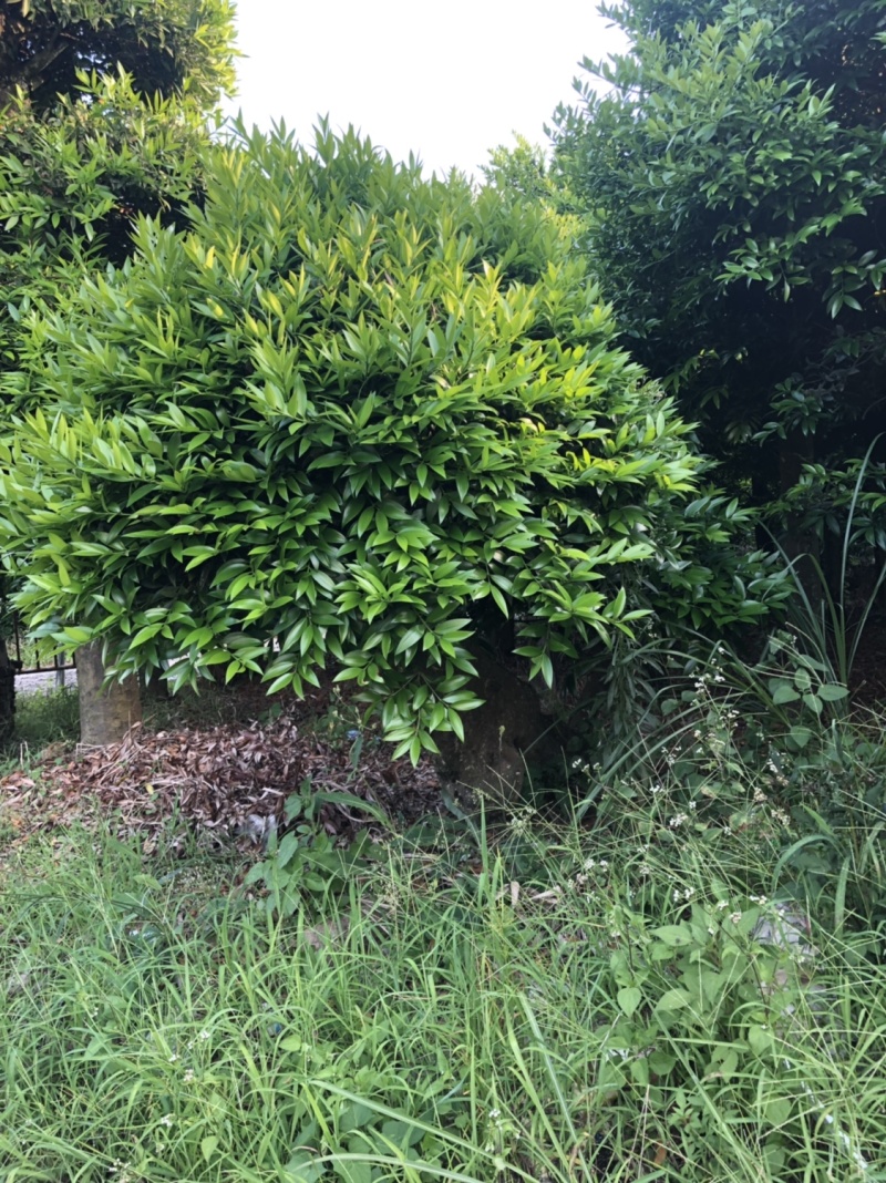 竹柏下山庄别墅花园小区绿植花卉四季长青耐寒耐汗