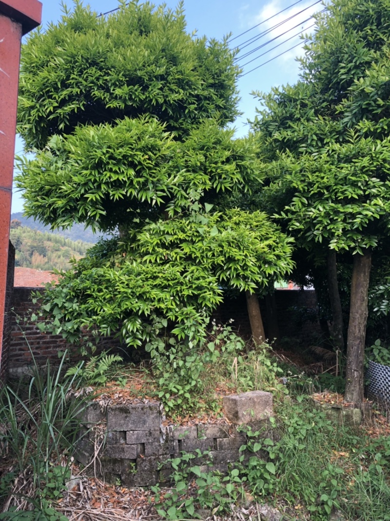 竹柏下山庄别墅花园小区绿植花卉四季长青耐寒耐汗