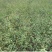 大量批发山杏苗，规格0.5——4公分，量大价优，现在预定