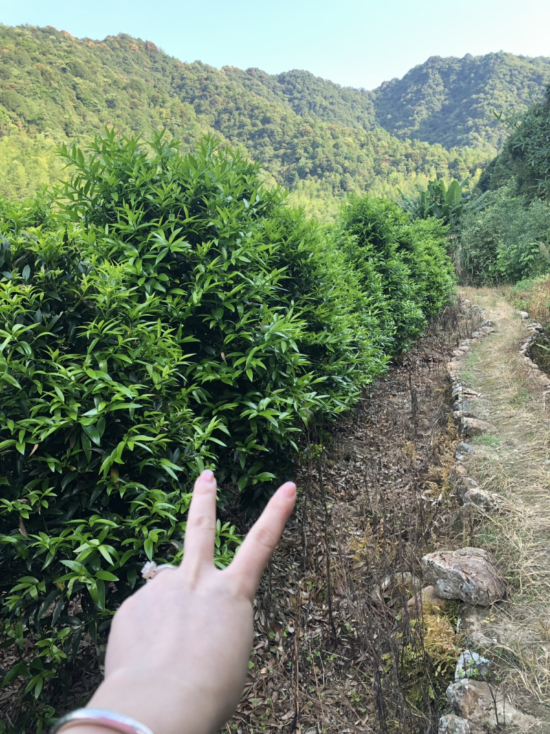 竹柏5到10公分精品原生