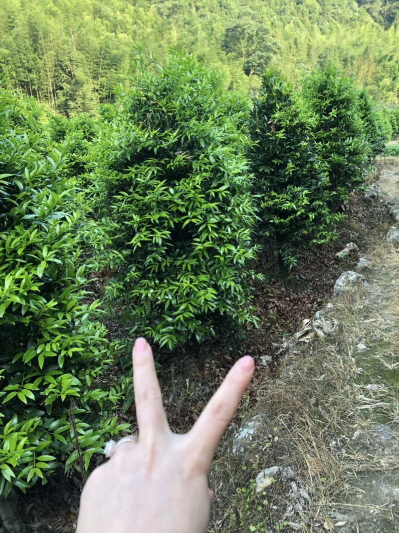 竹柏5到10公分精品原生
