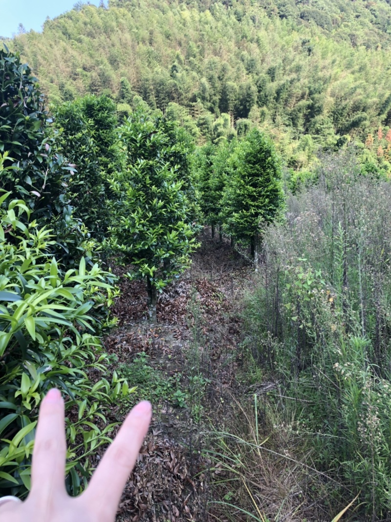 竹柏5到10公分精品原生